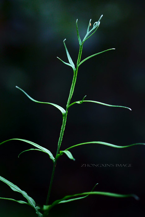 井栏边草