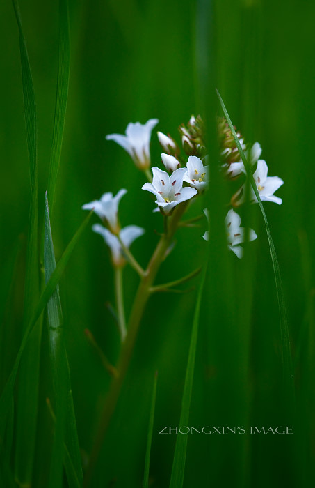 珍珠菜