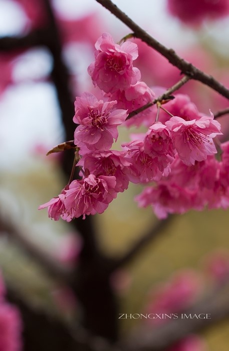 红花高盆樱桃