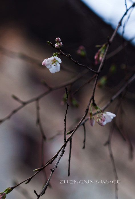 江户樱花